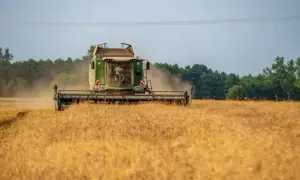 Ile kosztuje tona zboża w skupie? Sprawdź ceny i różnice regionalne