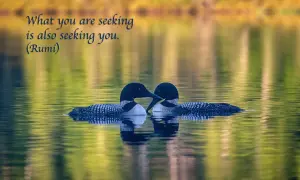 Dos colimbos nadan juntos en un lago sereno, reflejando la belleza de las frases naturaleza.