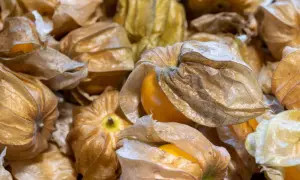 Złociste, zasuszone łupinki skrywają soczyste, pomarańczowe owoce physalis.