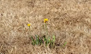 Dos flores amarillas brotan en un campo de césped seco, un signo de esperanza para recuperar el césped.
