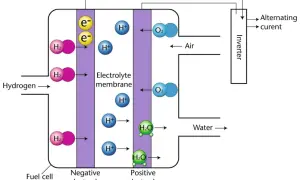 Der Aufbau einer Brennstoffzelle: Wasserstoff reagiert an der negativen Elektrode zu Protonen und Elektronen. Protonen wandern durch die Elektrolytmembran, Elektronen erzeugen Strom. An der positiven Elektrode reagieren Protonen, Elektronen und Sauerst...
