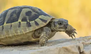 Żółw grecki na kamieniu, z rozmazanym żółtym tłem.