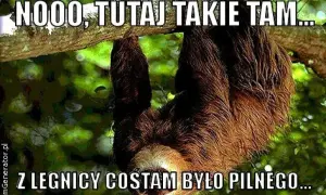 Lenistwie zwisające z gałęzi drzewa, z tekstem "NOOO, TUTAJ TAKIE TAM... Z LEGNICY COŚTAM BYŁO PILNEGO...".