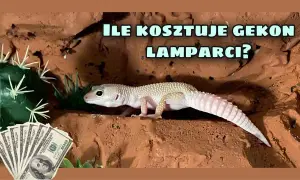 Ile kosztuje utrzymanie gekona? Sprawdź wydatki na różne gatunki