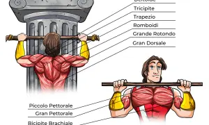 Illustrazione anatomica che mostra i trazioni alla sbarra muscoli coinvolti: dorsali, romboidi, trapezio, deltoidi, bicipiti e pettorali.