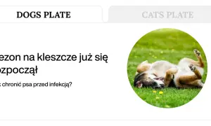 Szczeniak bawi się na trawie, podczas gdy sezon na kleszcze się rozpoczął. Czy kleszcze latają? Jak chronić psa?