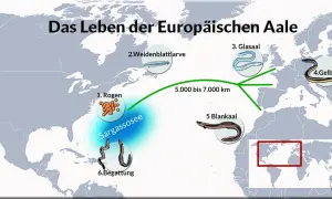Der Lebenszyklus des Europäischen Aals: von Rogen in der Sargassosee über Larven und Glasaal bis zum Gelbaal in Europa.