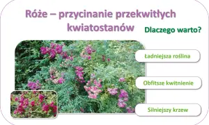 Róże – przycinanie przekwitłych kwiatostanów dla ładniejszej rośliny, obfitszego kwitnienia i silniejszego krzewu.