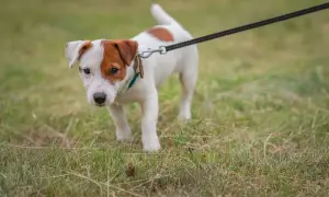 Mały, biało-brązowy piesek na smyczy eksploruje trawę.