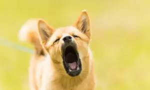 Ein Hund gähnt herzhaft, seine Augen sind geschlossen. Man könnte fast meinen, er bereitet sich auf lautes Bellen vor, doch stattdessen entspannt er sich.