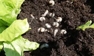 Engerlinge im Hochbeet: Mehrere weiße, gekrümmte Larven im dunklen Erdreich neben Salatblättern.
