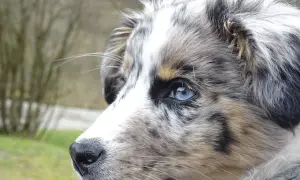 Ein wunderschöner Merle-Hund mit blauen Augen, dessen Fellmuster an Krankheiten erinnern könnte, blickt nachdenklich in die Ferne.