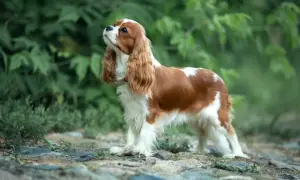 Uroczy cavalier rudy z białymi znaczeniami, stojący na kamienistej ścieżce wśród zieleni, z zaciekawieniem spogląda w górę.