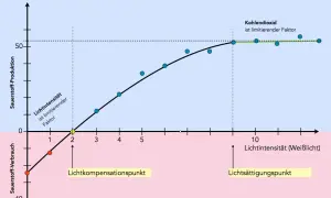 Grafik zeigt Sauerstoffproduktion vs. Lichtintensität. Bei geringer Intensität ist Licht ein abiotischer Faktor, der die Produktion begrenzt. Ab dem Lichtkompensationspunkt steigt die Produktion, bis CO2 limitierend wird.