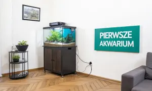 Jak ułożyć kamienie w akwarium? Zobacz aranżację z zieloną roślinnością i kamieniami, która tworzy naturalne środowisko.