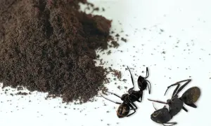 Kaffesump mot myror. En hög med mörkt kaffesump ligger bredvid två svarta myror på en vit yta.