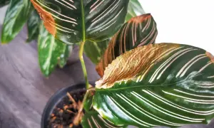 Braune Blattspitzen bei Calathea? Das deutet auf Probleme bei der Calathea Pflege hin. Vielleicht zu trockene Luft oder falsches Gießen.
