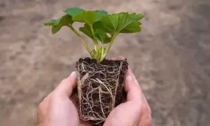 Zdrowe korzenie sadzonki truskawki, gotowe do posadzenia. To przykład, jak mikoryza co to, wspiera rośliny.