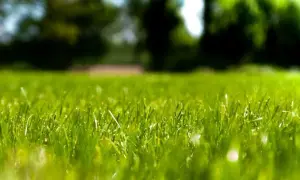 Primer plano de un césped fibrilado, verde y vibrante, con árboles borrosos al fondo.