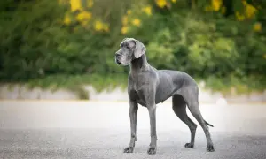Eine majestätische deutsche Dogge steht auf einem Weg, ihr graues Fell glänzt im Sonnenlicht. Hinter ihr ein grüner Busch mit gelben Blüten.