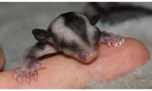 Malutka lotopałanka w domu śpi na palcu, otulona miękkim futerkiem.
