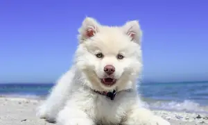 Czy samoyed uczula? Sprawdź, jak uniknąć alergii na psa