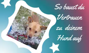 Ein Hund schaut neugierig in die Kamera. Der Text "So baust du Vertrauen zu deinem Hund auf" erklärt, wie man eine starke Bindung aufbaut, auch wenn anfangs keine Bindung zum Hund besteht.