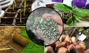 Dłoń trzyma wermikulit, obok sadzonki, storczyk, rolka trawy i cebulki kwiatowe.