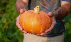 Här är en fin pumpa, ett bevis på att det går att odla pumpa i kruka.