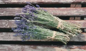 Dwa bukiety fioletowej lawendy, związane sznurkiem, leżą na drewnianej ławce. Lawenda w ciąży, symbol spokoju i oczekiwania.
