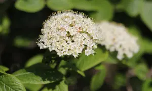 Ein Blütenstand des Viburnum lantana, auch bekannt als Wolliger Schneeball, mit vielen kleinen weißen Blüten und grünen Blättern im Hintergrund.