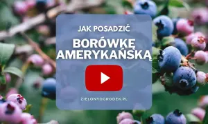 Jak sadzić borówkę amerykańską? Wideo poradnik z pięknymi owocami w tle.
