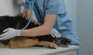 Weterynarz delikatnie głaszcze psa, który czuje spokój podczas uśpienia.