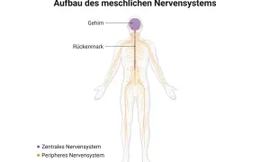 Menschlicher Körper mit Gehirn, Rückenmark und dem peripheren Nervensystem, das sich wie ein Netz über den ganzen Körper erstreckt.