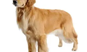 Czy golden retriever to rasa duża czy średnia? Odkryj prawdę o rozmiarze