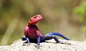 Agama brodata w jaskrawych kolorach: różowy tułów i niebieski ogon.