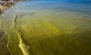Sinice w Bałtyku: Jak rozpoznać zagrożenie i bezpiecznie plażować?