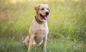 Uśmiechnięty labrador siedzi na łące. Jego cena jest niewysoka, bo to pies z miłości, a nie na sprzedaż.
