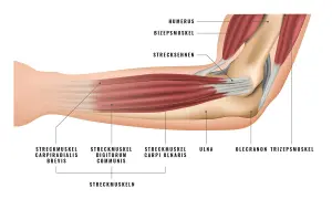 Anatomische Darstellung des Ellenbogens mit Muskeln und Ellenbogenknochen. Der Humerus und die Ulna sind sichtbar.
