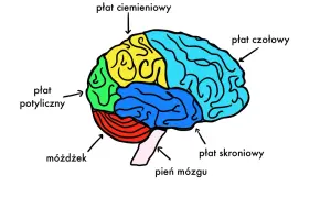 Kolorowy schemat mózgu z zaznaczonymi płatami: czołowym, ciemieniowym, potylicznym, skroniowym, móżdżkiem i pniem mózgu.