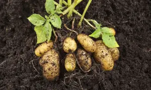 Frisch geerntete Kartoffeln mit Erde und grünen Blättern. Die Erntezeit ist gekommen, wann erntet man Kartoffeln? Jetzt!