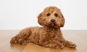 Brązowy piesek Cavapoo leży na drewnianej podłodze.