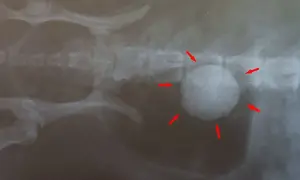 Röntgenaufnahme eines Hundes mit großen Blasensteinen, die von roten Pfeilen markiert sind.