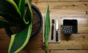 Bogenhanf vermehren: Ein Blatt, Messer, Stift und Topf liegen bereit.