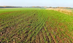 Młode pszenżyto ozime na polu jesienią. Zastanawiasz się, jaki oprysk na pszenżyto ozime jesienią będzie najlepszy?