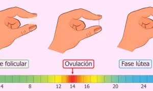 Manos muestran cambios en el flujo clara de huevo a lo largo del ciclo menstrual, desde la fase folicular hasta la ovulación y la fase lútea.