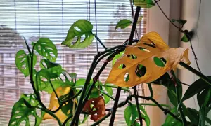 Monstera z żółknącymi liśćmi przy oknie. Zastanawiasz się, dlaczego monstera żółknie? Zobacz, jak wygląda ta roślina.