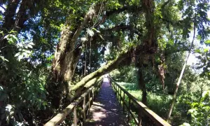 Holzsteg durch üppigen Dschungel in Honduras. Ein Abenteuer beim **backpacking Honduras** beginnt hier.