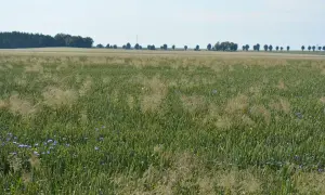 Pole zboża z niebieskimi kwiatami i chwastami dwuliściennymi. W tle linia drzew i błękitne niebo.
