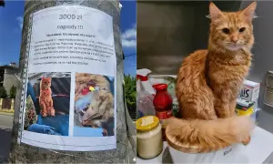 Wieprzowina dla kota: bezpieczna czy śmiertelnie groźna? Sprawdź!